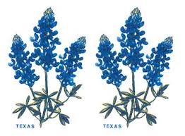 Texas Blue Bonnet Flower 1532 Blue Bonnets Flowers Oil Painting