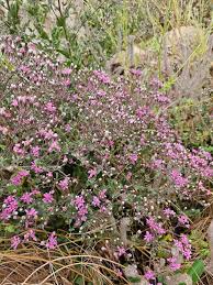 Image result for Microchloa afra