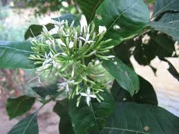 Image result for Pavetta sp. A