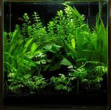 Layout 30 Tropica Planted Aquarium Aquarium Aquatic Plants