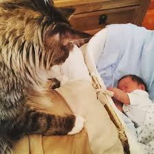 Maine coon is an america's native breed of a huge domestic cat, bred by natural selection without human intervention. Biggest Maine Coon Cat In The World Watches Over His Little Brother Gallery