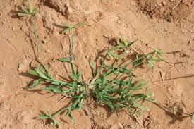 Image result for Dactyloctenium aegyptium