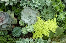 This popular houseplant has long stems and spherical leaves that resemble peas threaded along a string. 25 Best Succulents Different Interesting Succulents To Grow