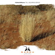 Image result for Stipagrostis