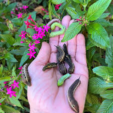 Image result for Pentas lanceolata