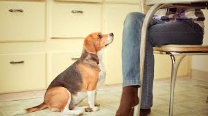 Beware of guests feeding fatty foods and table scraps (like turkey skin). How To Treat Pancreatitis In Dogs