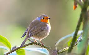 Faut Il Nourrir Les Oiseaux En Hiver Pour Contre Et Precautions