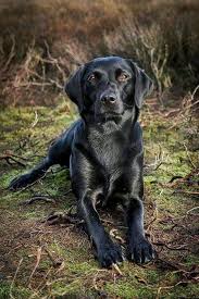 Image result for labrador retrívr