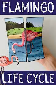 Life Cycle Of A Flamingo Foldable Teaching Resources Video Video Life Cycles Life Cycles Preschool Life Cycles Activities