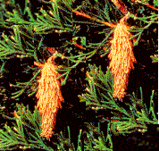 More leaves are enclosed as the caterpillars grow, and webs become more noticeable in late summer. Bagworms On Landscape Plants Entomology