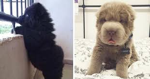 Back in the 90's all the dogs were let out, and nobody knows who did it. 50 Adorable Puppies To Celebrate National Puppy Day Bored Panda