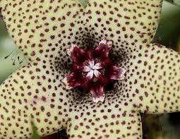 Image result for Orbea caudata