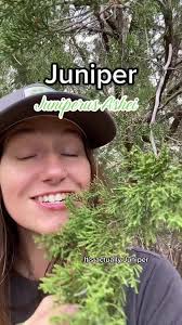 Juniper Tree Austin Tx