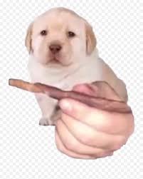 Dog Meme Quieres Emoji Frog Sipping Tea Emoji Free Transparent Emoji Emojipng Com