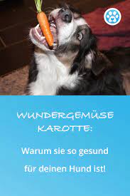 pin auf vorsorge gesundheit bei hunden pezz life