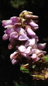 Image result for Lonchocarpus