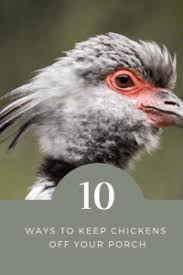 Apply the spray to baseboards, window and doorframes (indoors and out), and. 10 Effective Ways To Keep Chickens Off Your Porch Or Deck