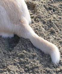 Plus, all of the other management burdens of this on your everyday life? All You Need To Know About Dog Hemorrhoids Dog Discoveries