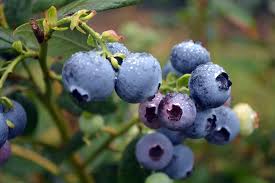 Maybe you would like to learn more about one of these? Blueberry Kisses Plantnet Australia