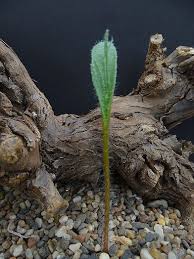 Image result for Eriospermum abyssinicum