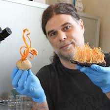 Does cordyceps prefer smaller growing containers?