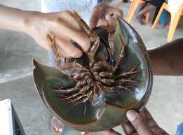 Muhammad abduh tuasikal, msc follow on twitter send an email pandangan ulama madzhab mengenai hukum binatang buas. Haiwan Belangkas In English