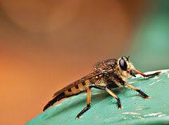 Robber Fly Pretty Bug Life Photo Creek