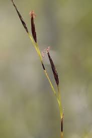 Image result for Schoenus