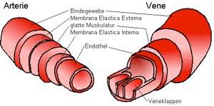 Was Ist Der Unterschied Zwischen Venen Und Arterien Quora