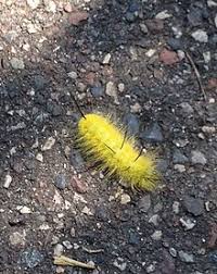 acronicta americana wikipedia