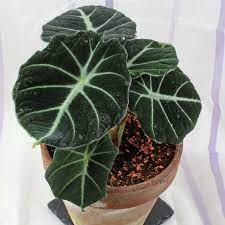 Check spelling or type a new query. Alocasia Reginula Black Velvet