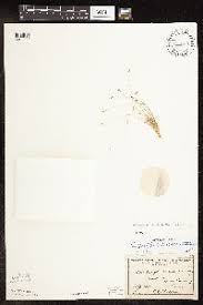 Image result for Bulbostylis igneotonsa