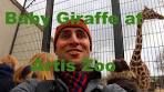 Artis Zoo Amsterdam Dutchified - YouTube