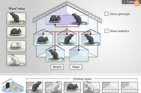 Mouse, genetics, one, traits, gizmo, answer, key created date: Mouse Genetics Two Traits Gizmo Lesson Info Explorelearning