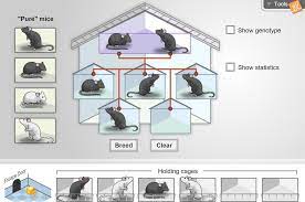 Please add the link in your answer thanks ! Mouse Genetics Two Traits Gizmo Lesson Info Explorelearning