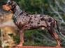 Catahoula Leopard Dog Breed: Personality, History, Care ...