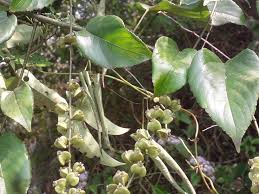 Image result for Gouania tiliifolia