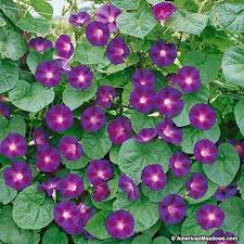 We did not find results for: Morning Glory Seeds Grandpa Ott Morning Glory Seeds Garden Vines Wildflower Seeds