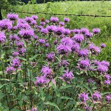 Image result for Bambekea racemosa