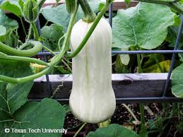 Image result for Cucurbita moschata