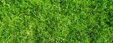 Best time to water grass & more. What Type Of Grass Should I Plant In Dallas Tx Lawnstarter