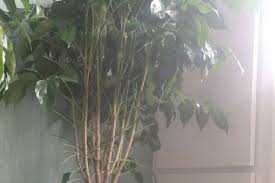 We also give a one year warranty on trees we plant, for no additional charge. How Is Enrol Money Tree To Transplant Should Water After Transplanting The Plant Aide