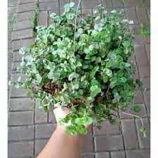 Ada beberapa gambar bunga terindah dan terunik yang tersebar didunia. Bunga Gantung Kribo Hijau Terbaru Agustus 2021 Harga Murah Kualitas Terjamin Blibli