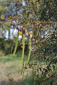 Image result for Senna petersiana