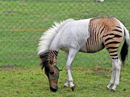 Sie können mit sehr ähnlicher erbanlage, den so genannten genen, mischlinge bekommen. Aussergewohnliche Tierhybride Wenn Der Lowe Mit Dem Tiger