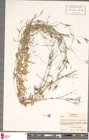 Image result for Arthraxon lancifolius