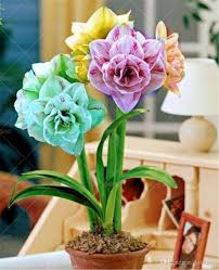 Canadian tire only carries introductory quality bikes. 2021 White Amaryllis Seeds Hippeastrum Seeds Not Amaryllis Bulbs Roof Terrace Garden Patio Garden Barbados Lily Flower Seeds From Ymhzpy 1 01 Dhgate Com