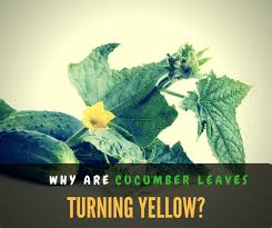 Powdery mildew, while not usually a fatal plant disease, will severely affect a garden plant's vitality. Why Are My Cucumber Leaves Turning Yellow Cause And Prevention