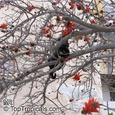 Image result for Erythrina abyssinica × lysistemon