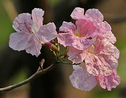 Image result for Tabebuia heterophylla
